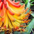 African Aloe